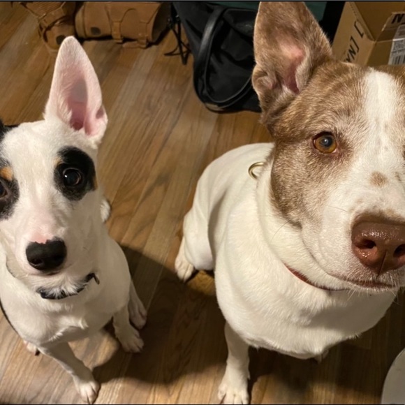 Meet your Posher, Araceli - Picture 3 of 4